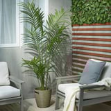 Patio with two cushioned chairs, one with a blue pillow, the other a beige blanket, and a tall potted plant.