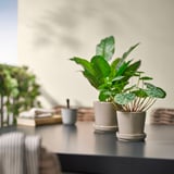 Indoor setting with FEJKA artificial plants in white pots on a table. Various green leaves, smaller than nearby stacked books and cups.