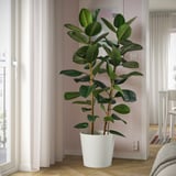 Large leaf ficus by window.