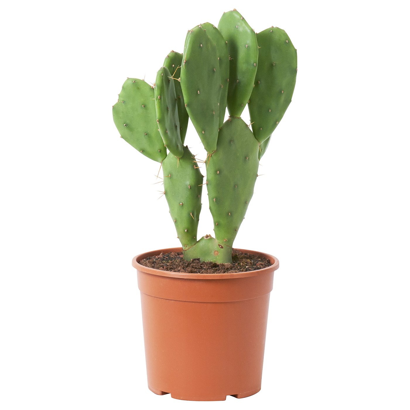 OPUNTIA VULGARIS Potted plant, Cactus, 17 cm IKEA Belgium