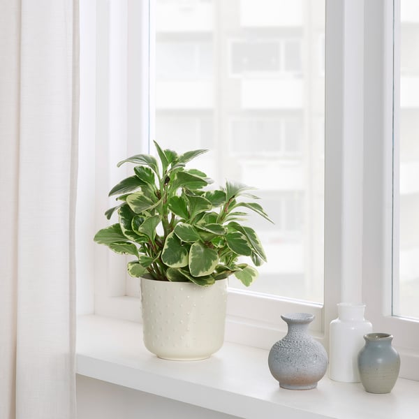 Small potted plant on shelf by window, accompanied by three decorative vases.