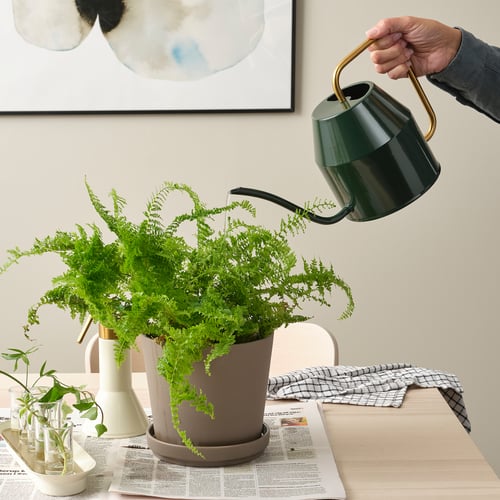 Hand pours green VATTENKRASSE watering can on houseplant. Galvanised steel, stylish home decor for indoor plant care.