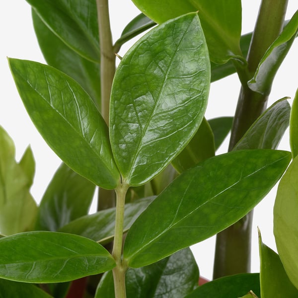 Close-up shot of vibrant green leaves with visible veins, attached to slender stems, showcasing healthy, well-cared-for plants.