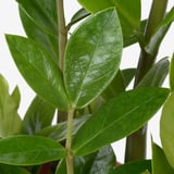 Close-up shot of vibrant green leaves with visible veins, attached to slender stems, showcasing healthy, well-cared-for plants.