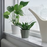 Petites plantes vertes dans des pots blancs et argentés sur le rebord de la fenêtre en marbre, surplombant la ville.