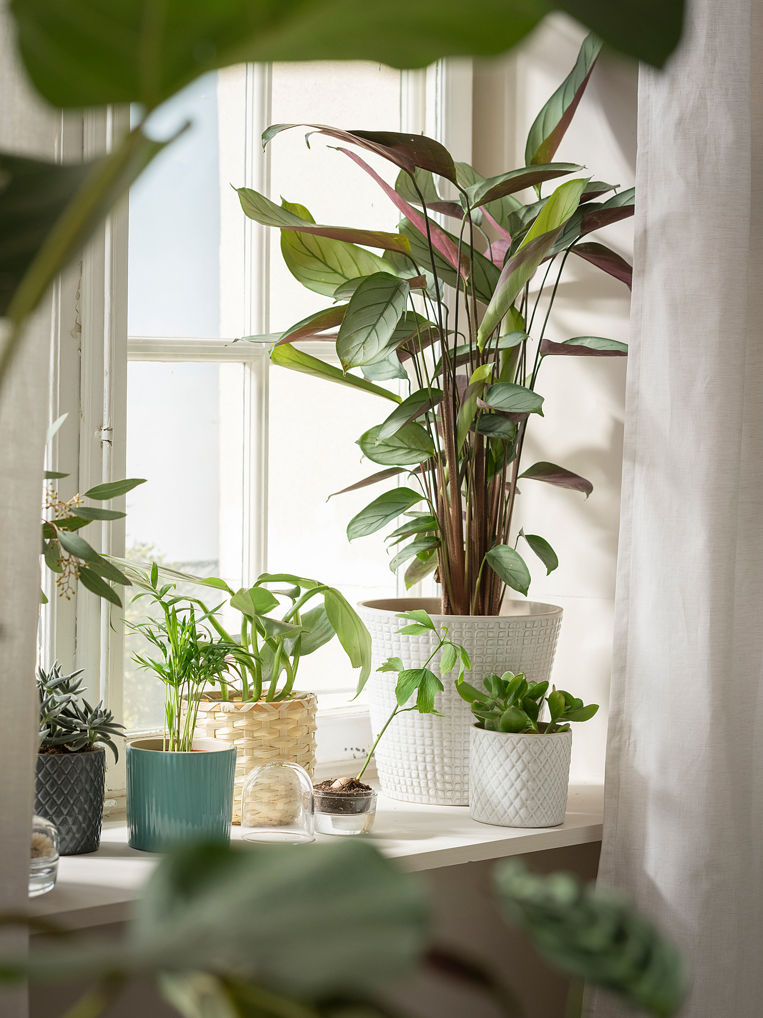 Plante D Intérieur Facile D Entretien Ikea