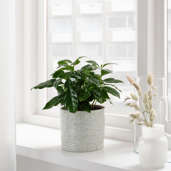 Une plante en pot dans une jardinière blanche texturée se trouve sur un rebord de fenêtre, accompagnée de deux vases blancs.