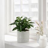 Une plante en pot dans une jardinière blanche texturée se trouve sur un rebord de fenêtre, accompagnée de deux vases blancs.