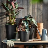 Plantes en pot dans des pots en acier noir avec des feuilles vertes, des gants et un arrosoir sur une étagère en bois, derrière des pots en terre cuite.