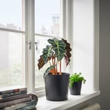 Deux plantes sur le rebord de la fenêtre, magazines, vue sur la ville.