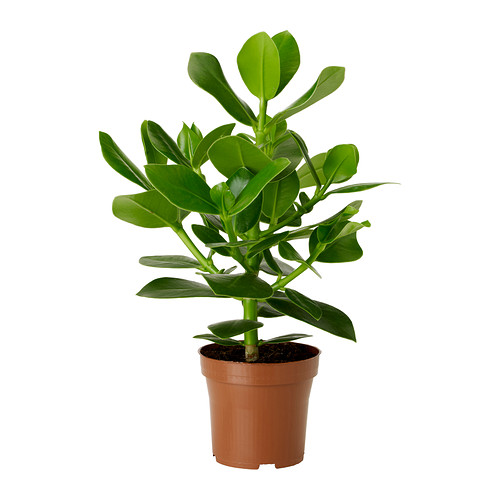 clusia plante en pot__0187961_pe340927_s4