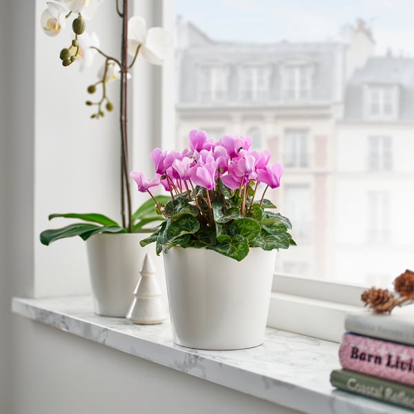 Fleurs de cyclamen rose, orchidée et livres sur le rebord de la fenêtre.