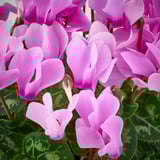 Les CYCLAMEN rose vif fleurissent de manière vibrante, affichant des pétales délicats et des feuilles vertes luxuriantes, idéales pour la décoration de la maison.
