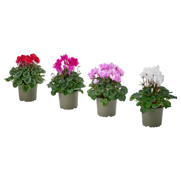 Quatre CYCLAMENS en pot en rouge, rose, blanc et rose clair sur fond blanc.