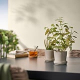 Une petite plante blanche en pot FEJKA est posée sur une table sombre, près d’autres plantes et de livres.