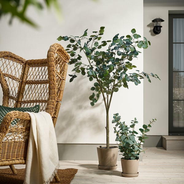 Salon confortable avec plante FEJKA, chaise en osier et couverture.