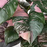 De grandes feuilles artificielles vibrantes dans des teintes vertes et roses, détaillées avec des taches blanches, suggérant une apparence réaliste de haute qualité.