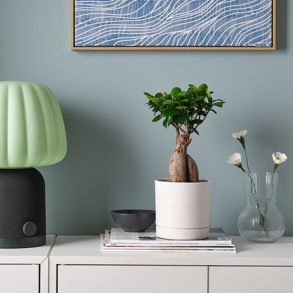 FICUS Plante naturelle avec pot, bonsaï coloris assortis, 12 cm