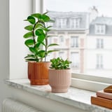 Deux pots avec des plantes vertes sur le rebord de la fenêtre : un orange, un pêcher. Pile de livres ; Vue sur la ville.