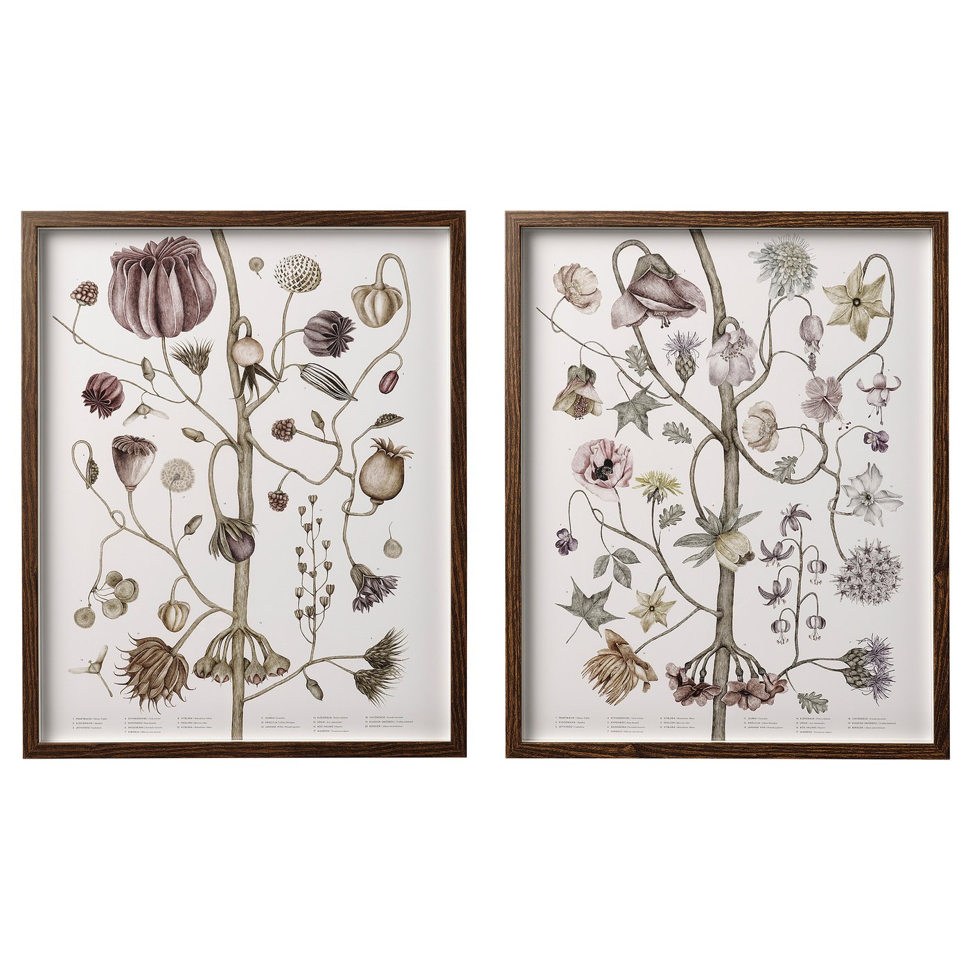 HOVSTA Cadre poster, fleurs vintage, 40x50 cm IKEA Belgique