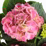 L’hortensia rose vif fleurit entouré de feuilles vertes saines.