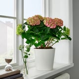 Plante d’hortensia avec des fleurs vertes et roses à côté d’une fenêtre.
