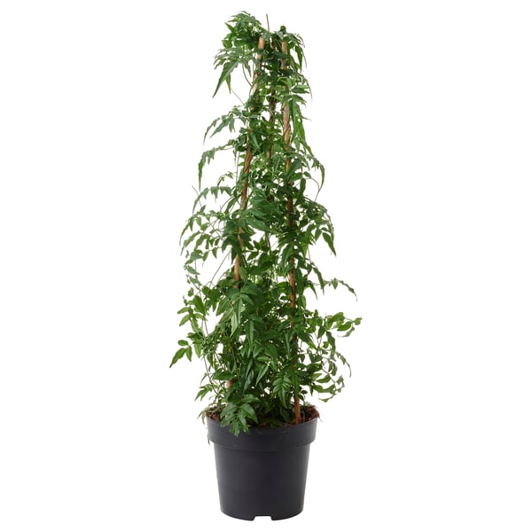 Plante verte en pot, JASMINUM, en pot noir, luxuriante et vibrante, idéale pour la décoration intérieure.