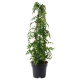 Plante verte en pot, JASMINUM, en pot noir, luxuriante et vibrante, idéale pour la décoration intérieure.