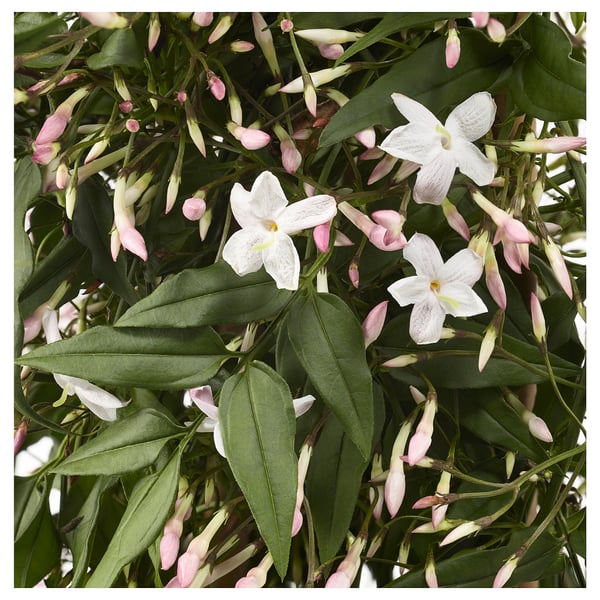 Gros plan d’une plante de jasmin luxuriante avec des feuilles vertes vibrantes et de délicates fleurs blanches.