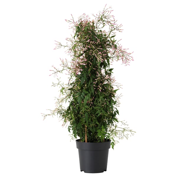 Plante en pot à fleurs roses.
