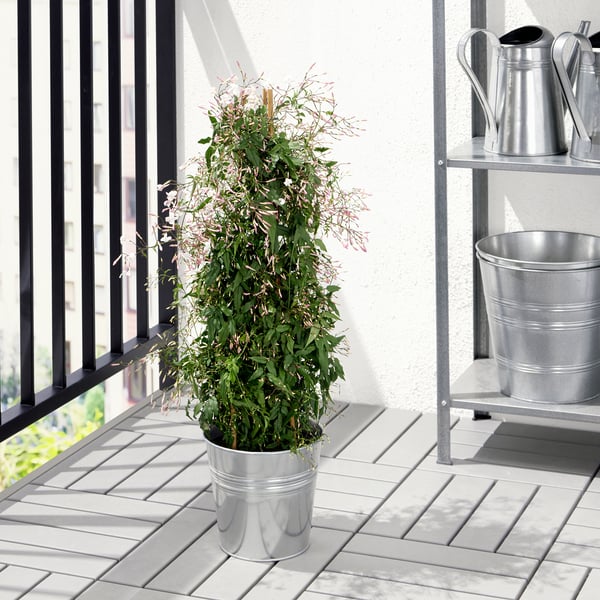 Une plante grimpante en pot aux feuilles vertes et aux fleurs roses se trouve sur une terrasse en bois près d’une balustrade noire.