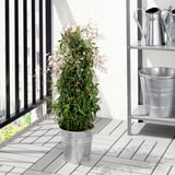 Une plante grimpante en pot aux feuilles vertes et aux fleurs roses se trouve sur une terrasse en bois près d’une balustrade noire.