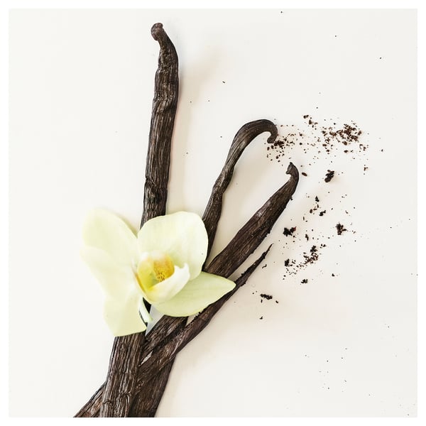 Une image minimaliste de gousses vanille et une orchidée blanche sur fond blanc uni. La composition met en valeur des éléments naturels dans une beauté simple.