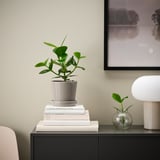 Décoration de chambre moderne : plante, livres, lampe