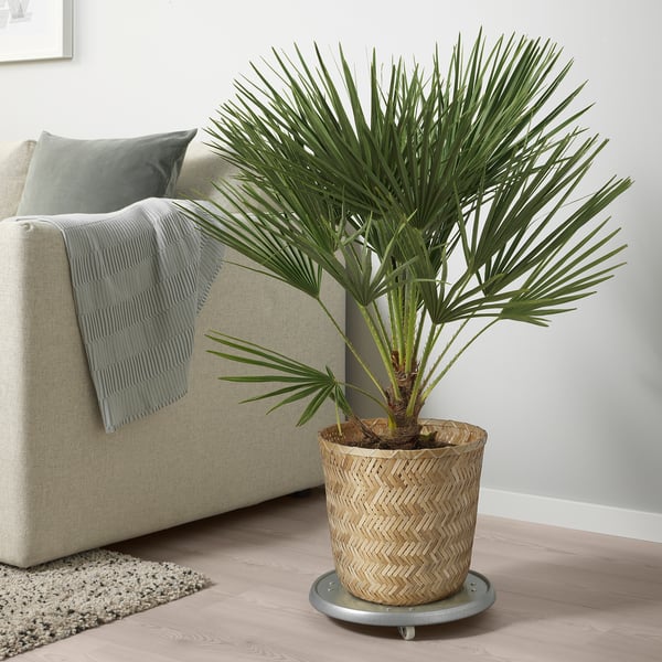Plante de bambou sur canapé.