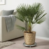 Plante de bambou sur canapé.