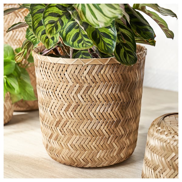 Panier à plantes en osier, beige, cylindrique, bambou tressé, feuilles vertes apparentes.