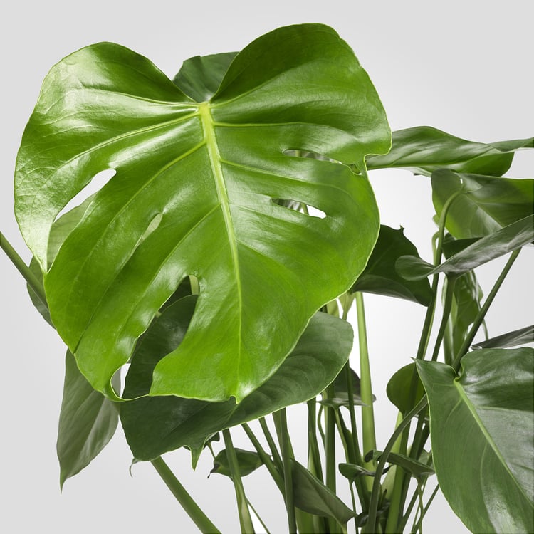 MONSTERA Plante en pot, Monstera deliciosa « faux philo » IKEA Belgique
