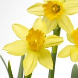 NARCISSUS Plante naturelle, diverses espèces/Narcisse, 12 cm