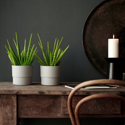 Deux plantes vertes dans des pots NYPON gris sur table en bois, bougie allumée, mur sombre.