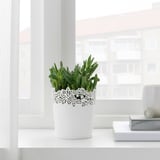 Étagère blanche avec succulente, livres et bougie