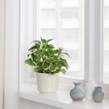 Petite plante en pot sur étagère près de la fenêtre, accompagnée de trois vases décoratifs.