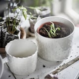 Pots blancs avec des plantes vertes. L’un en pointillés, doublé de terre cuite, sur plateau blanc.