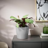 Jardinière SKOGSVINBÄR grise moderne avec verdure sur armoire sombre, près de l’art et de la petite plante.