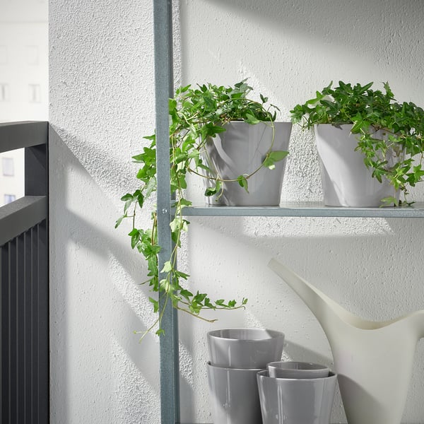 Deux plantes sur une étagère, à côté de pots gris vides et d’un arrosoir blanc. L’étagère est fixée à un mur blanc.