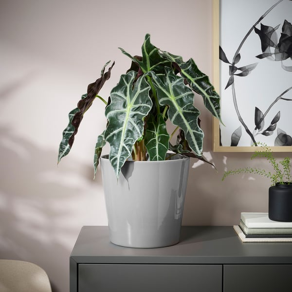 Jardinière blanche avec plante tropicale sur buffet.