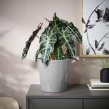 Jardinière blanche avec plante tropicale sur buffet.