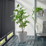Une plante en pot se trouve sur un balcon avec une terrasse grise, à côté d’une balustrade en métal.