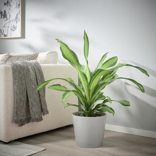 Plante verte par canapé crème, jeté gris.