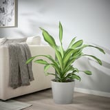Plante verte par canapé crème, jeté gris.